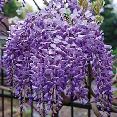 Wisteria Re